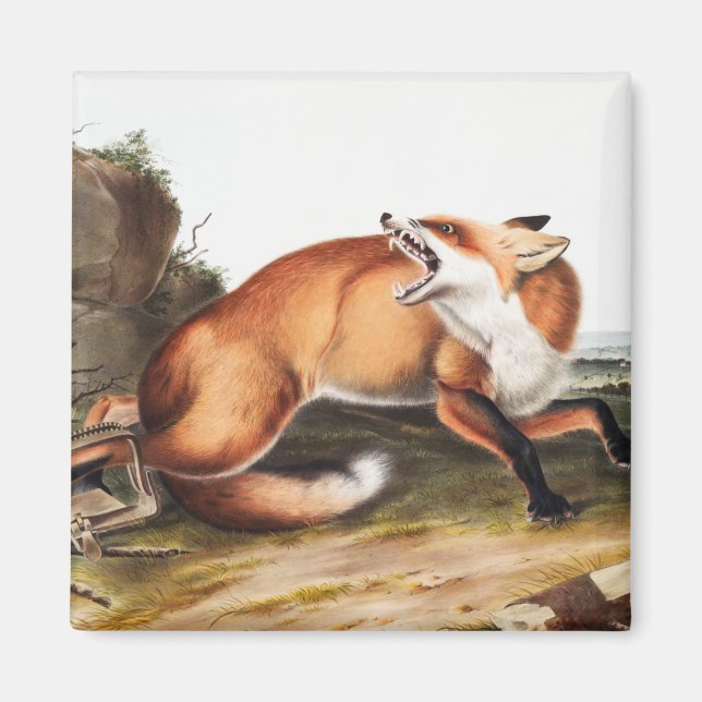 Illustration av amerikanska röda rävar (Vulpes Ful Magnet (Framsidan)