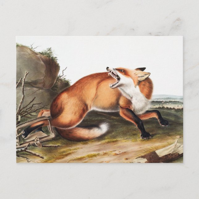 Illustration av amerikanska röda rävar (Vulpes Ful Vykort (Framsida)