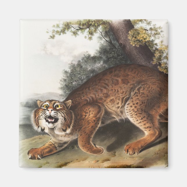 Illustration av amerikanska vild katt (Lynx rufus) Magnet (Framsidan)