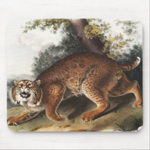 Illustration av amerikanska vild katt (Lynx rufus) Musmatta