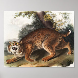 Illustration av amerikanska vild katt (Lynx rufus) Poster