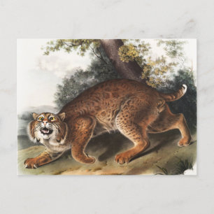 Illustration av amerikanska vild katt (Lynx rufus) Vykort