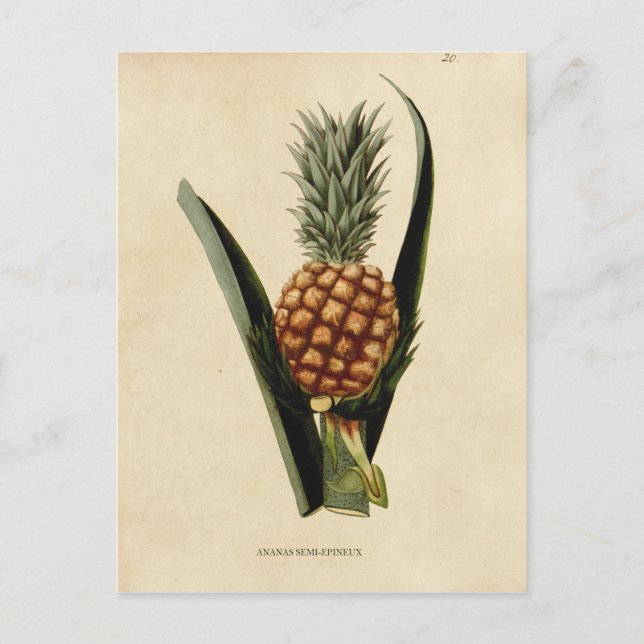 Illustration av ananas vintage vykort (Framsida)