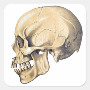 Illustration av anatomi vintage Skull Fyrkantigt Klistermärke