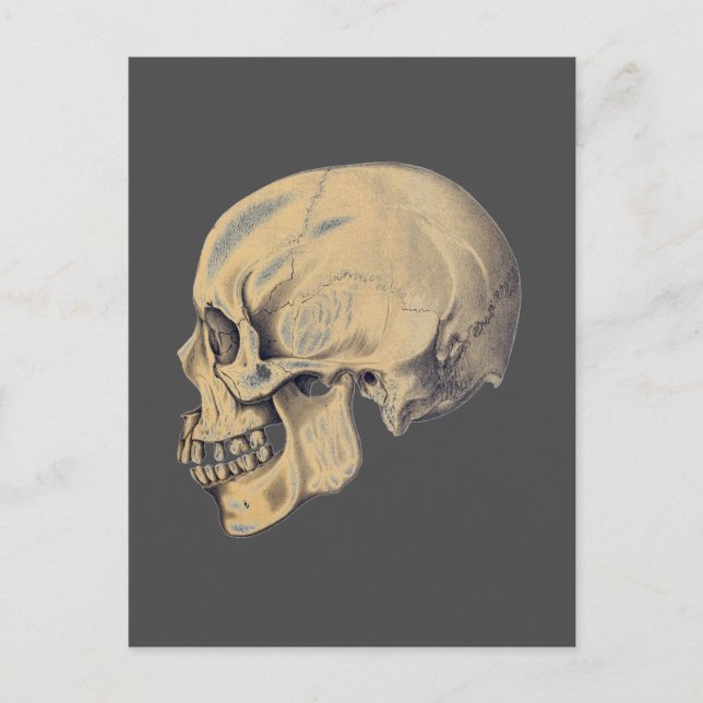 Illustration av anatomi vintage Skull Vykort (Framsida)
