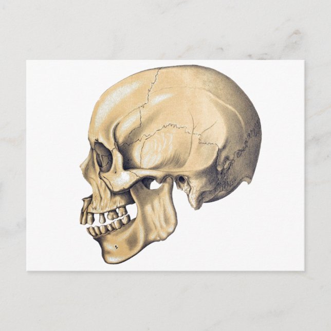 Illustration av anatomi vintage Skull Vykort (Framsida)