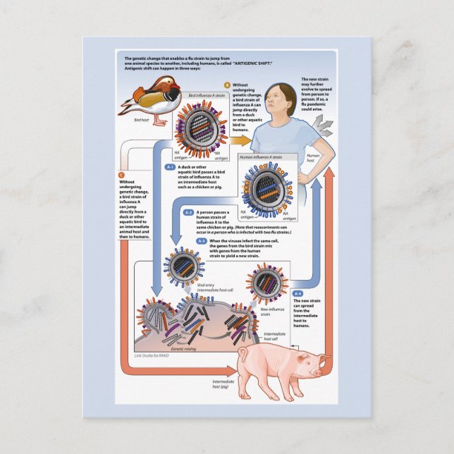 Illustration av antigenförskjutning (influensa) vykort (Framsida)