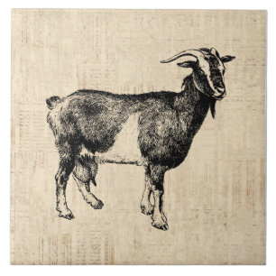 Illustration av antika Goat med skriptbakgrund Kakelplatta