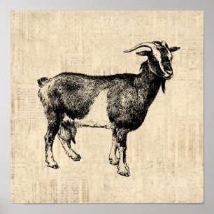 Illustration av antika Goat med skriptbakgrund Poster