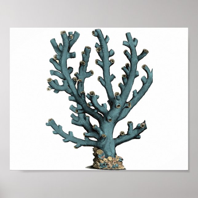 Illustration av Antique Sea Coral Poster (Framsidan)