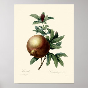 Illustration av antique Victorian Era Pomegranate Poster
