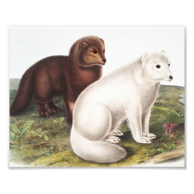 Illustration av arktisk räv (Vulpes lagopus) Fototryck (Framsidan)