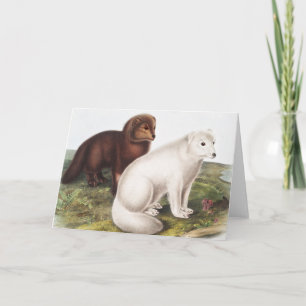 Illustration av arktisk räv (Vulpes lagopus) Kort