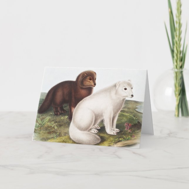 Illustration av arktisk räv (Vulpes lagopus) Kort (Framsida)