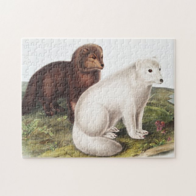 Illustration av arktisk räv (Vulpes lagopus) Pussel (Horisontell)