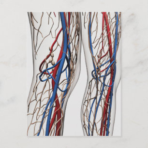 Illustration av artärer 1 vykort