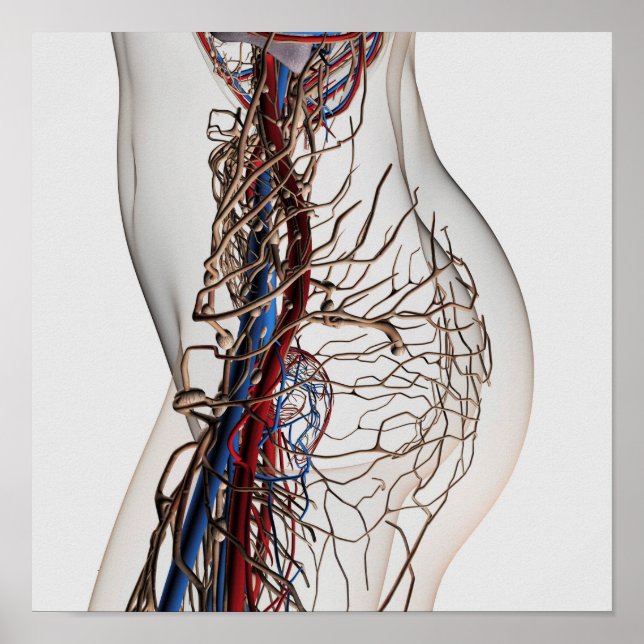 Illustration av artärer 2 poster (Framsidan)