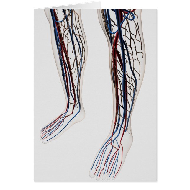Illustration av artärer 3 hälsningskort (Framsidan)