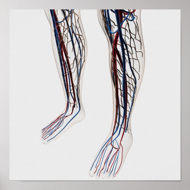 Illustration av artärer 3 poster (Framsidan)