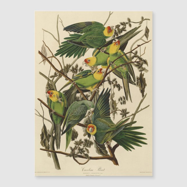 illustration av Audubon Carolina Parrot Bird (Framsida)