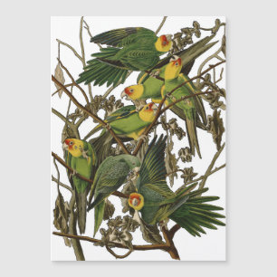 illustration av Audubon Carolina Parrot Bird