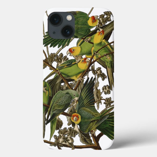 illustration av Audubon Carolina Parrot Bird (Baksida)