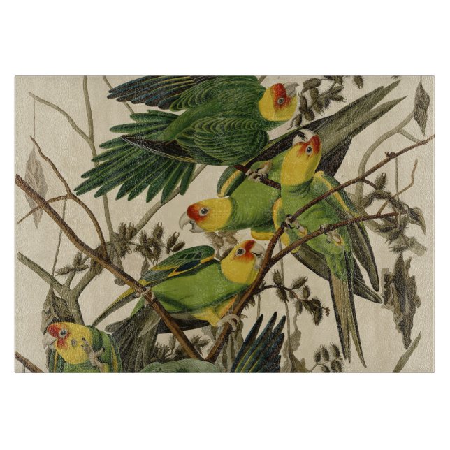 illustration av Audubon Carolina Parrot Bird (Framsidan)
