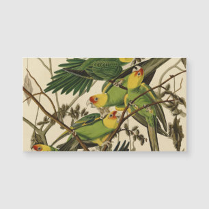 illustration av Audubon Carolina Parrot Bird