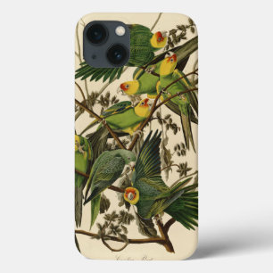 illustration av Audubon Carolina Parrot Bird