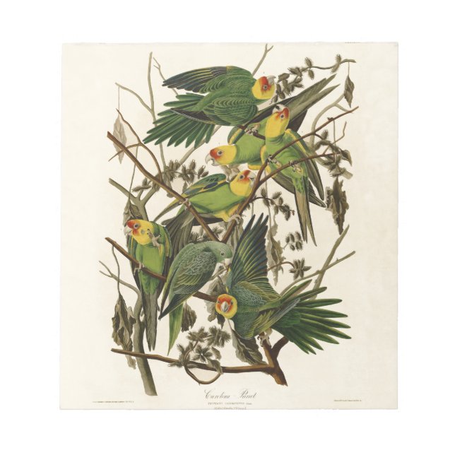 illustration av Audubon Carolina Parrot Bird Anteckningsblock (Framsida)