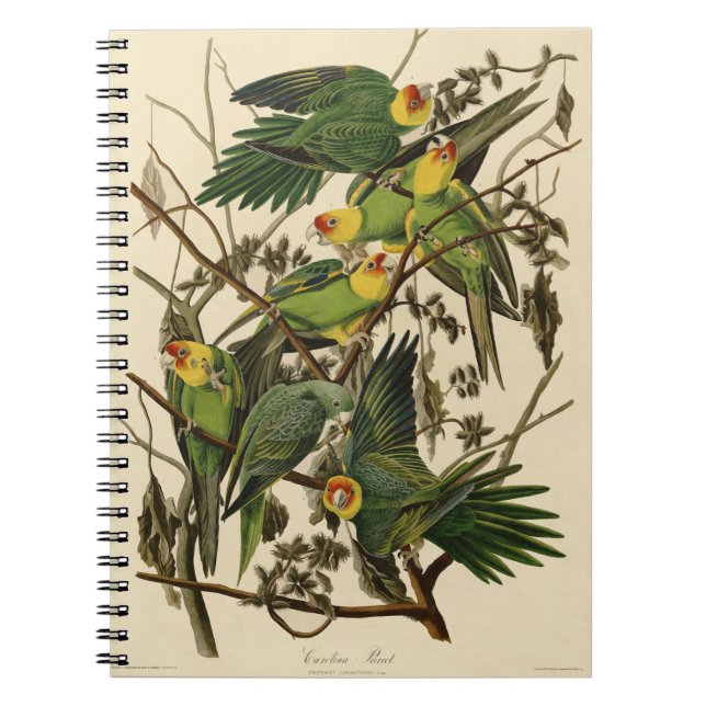 illustration av Audubon Carolina Parrot Bird Anteckningsbok Med Spiral (Framsidan)