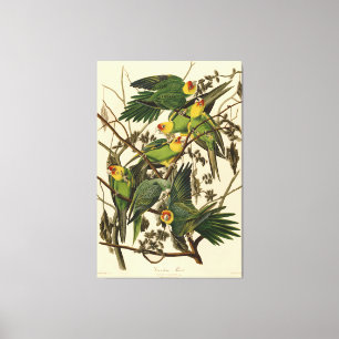 illustration av Audubon Carolina Parrot Bird Canvastryck