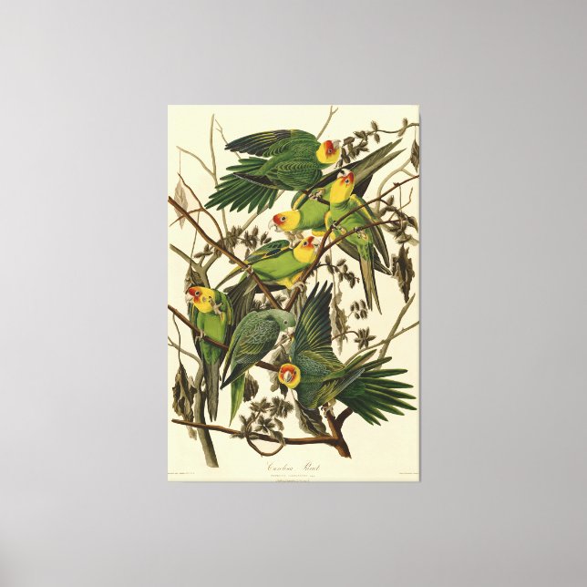 illustration av Audubon Carolina Parrot Bird Canvastryck (Framsida)
