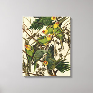 illustration av Audubon Carolina Parrot Bird Canvastryck