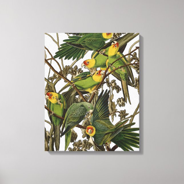illustration av Audubon Carolina Parrot Bird Canvastryck (Framsida)