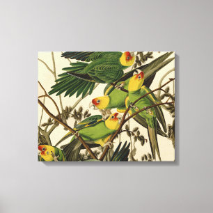 illustration av Audubon Carolina Parrot Bird Canvastryck