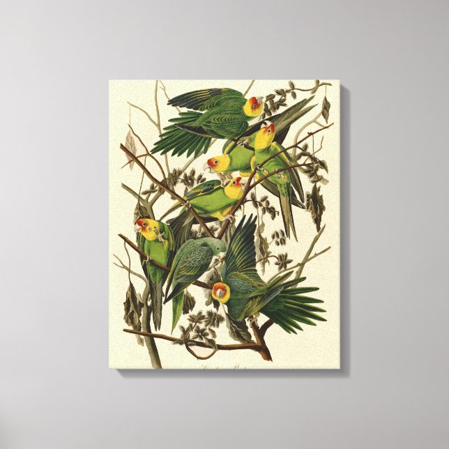 illustration av Audubon Carolina Parrot Bird Canvastryck (Framsida)