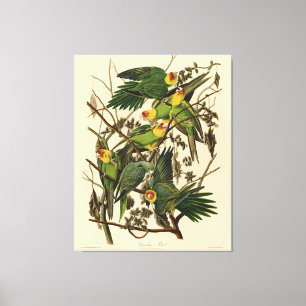illustration av Audubon Carolina Parrot Bird Canvastryck