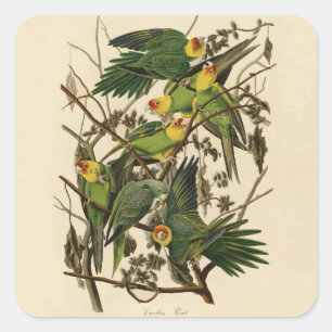 illustration av Audubon Carolina Parrot Bird Fyrkantigt Klistermärke