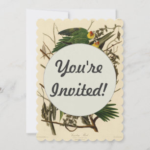 illustration av Audubon Carolina Parrot Bird Inbjudningar