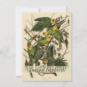 illustration av Audubon Carolina Parrot Bird Inbjudningar