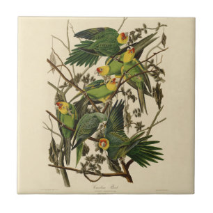 illustration av Audubon Carolina Parrot Bird Kakelplatta