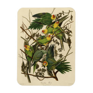 illustration av Audubon Carolina Parrot Bird Magnet