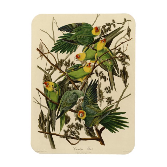 illustration av Audubon Carolina Parrot Bird Magnet (Vertikal)