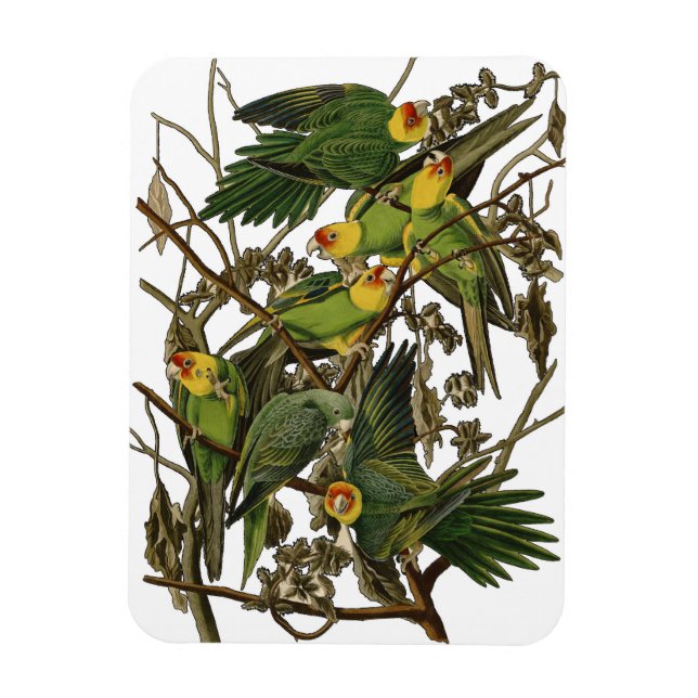 illustration av Audubon Carolina Parrot Bird Magnet (Vertikal)