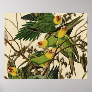 illustration av Audubon Carolina Parrot Bird Poster
