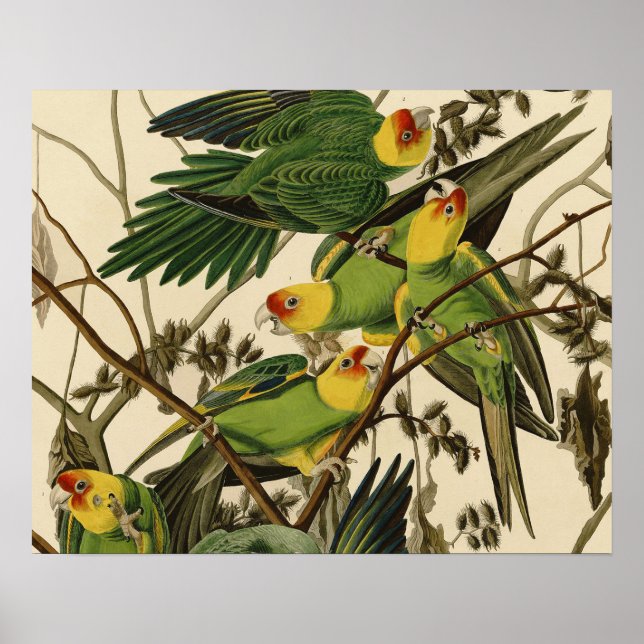 illustration av Audubon Carolina Parrot Bird Poster (Framsidan)