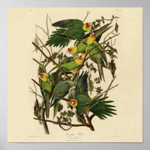 illustration av Audubon Carolina Parrot Bird Poster