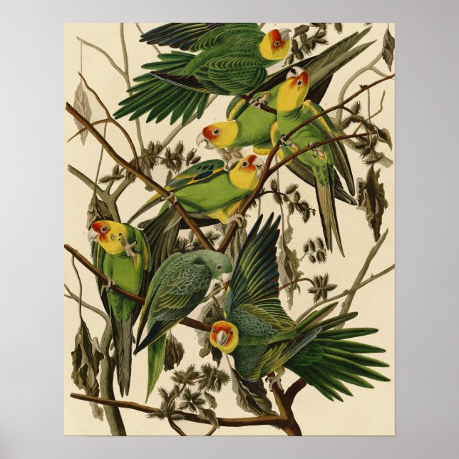 illustration av Audubon Carolina Parrot Bird Poster (Framsidan)