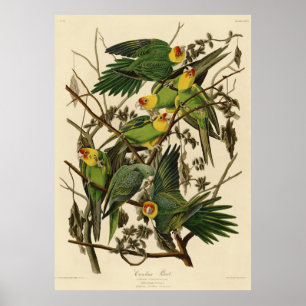 illustration av Audubon Carolina Parrot Bird Poster
